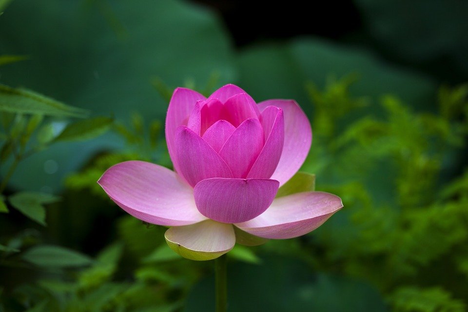 Lotus Çiçeği Bakım Önerileri