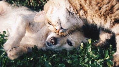 Kedi ve Köpekler İçin Kullanılan Vitaminler Nelerdir?