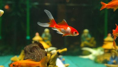 Japon Balığı Bakımı ve Özellikleri