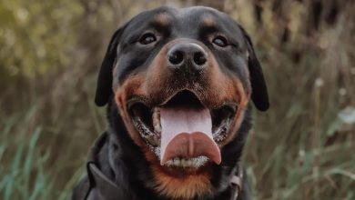 Rottweiler Özelllikleri ve Bakımı