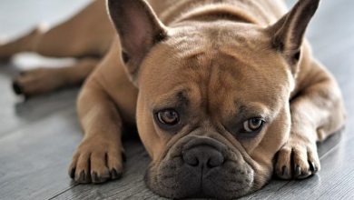 French Bulldog Özellikleri ve Bakımı